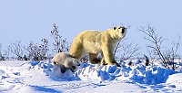 Polar bears13